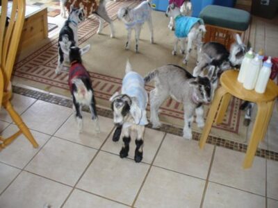 Goats: Just Kidding! Part 4 Image